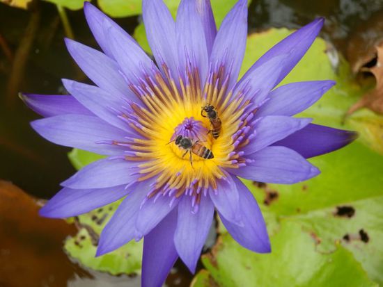 das tägliche Blumenbild darf nicht fehlen