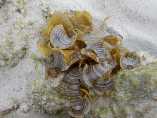 keine Blume - Algen vielleicht ??? 