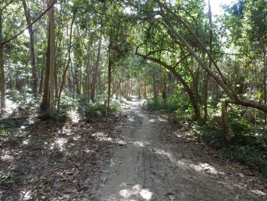 so sehen hier fast alle Wege aus