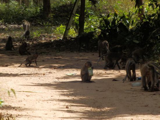 Affenbande auf Koh Jum
