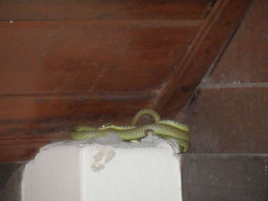 unser kleines exotisches Haustier