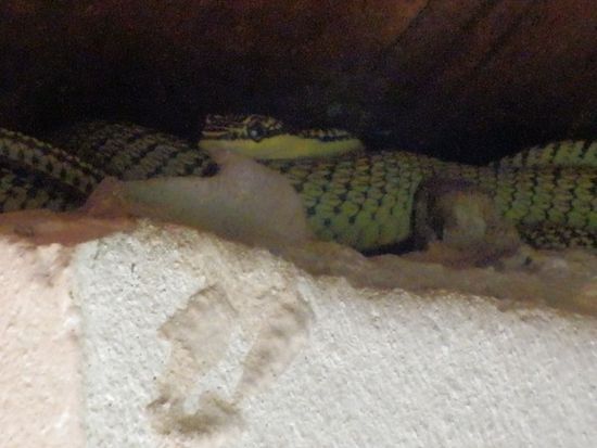 boooaahhhh..sieht die groß aus