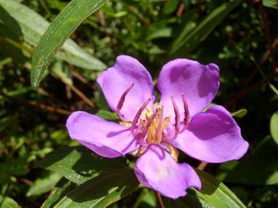 irgendwo im (Ur-) Wald aufgenommen