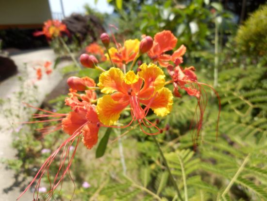 tägliches Blumenbild