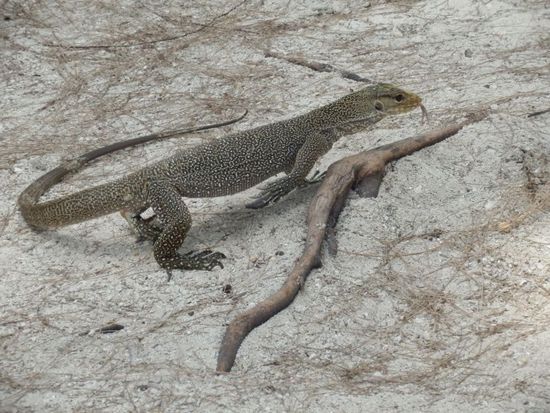 mittelgroßer Waran auf Bamboo Island