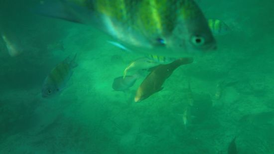 klares Wasser und Fische an der Monkey Bay