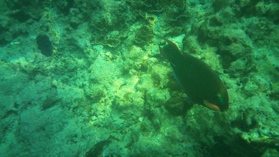 Fisch an der Maya Bay