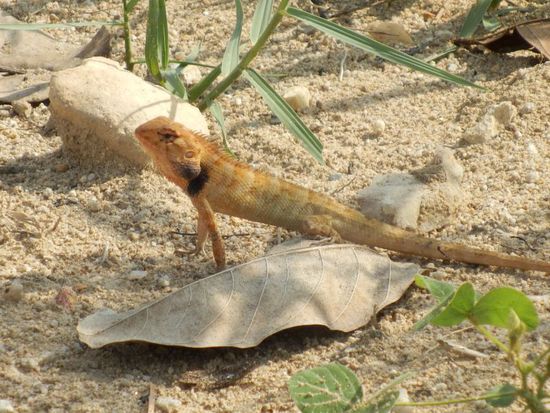 unterwegs auf dem Weg zum Nachtmarkt erspäht