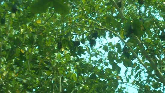 schlafende Flughunde