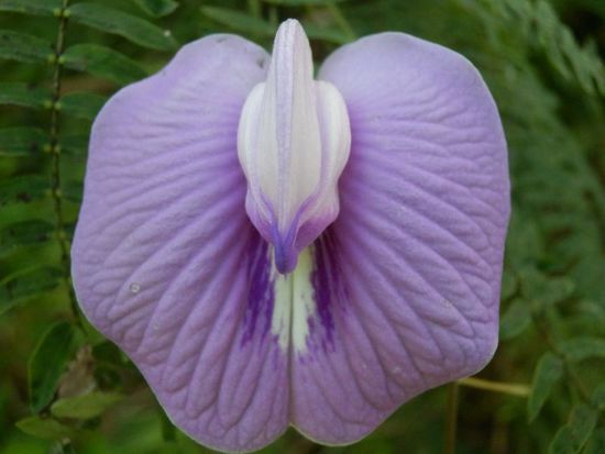 ich bin's ...... euer täglich Blumenbildchen !!! 