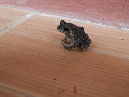 dieser kleine Zeitgenosse hatte sich in unser Zimmer verirrt...wir haben ihm die Freiheit geschenkt und ihn NICHT gegessen !!!!