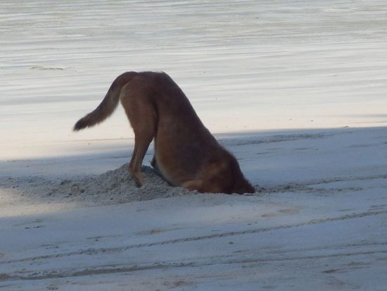 brauchst nicht den Kopf in den Sand stecken !!! Sooooo schlecht ist es hier nicht !!!!