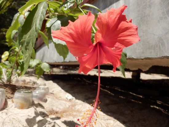 diese Blume haben wir unterwegs doch gesehen