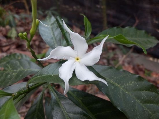 unterwegs entsteht dann dieses Blumenbildchen