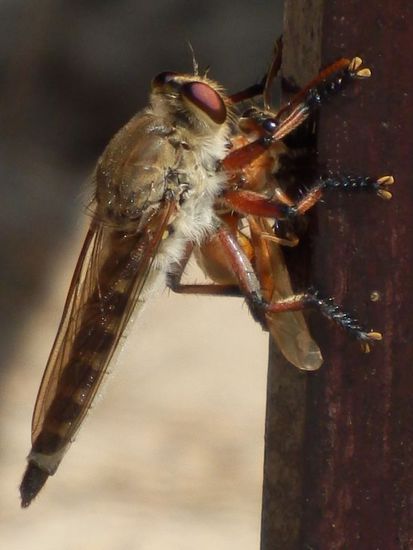 Liebe oder Mord ??????