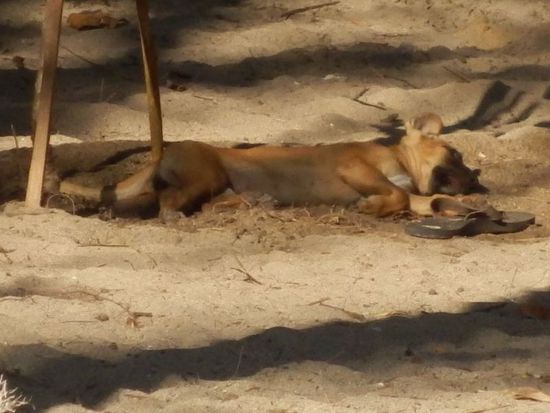 Juhu, hab ihn erlegt !!! ....und bin erschöpft !!!!!