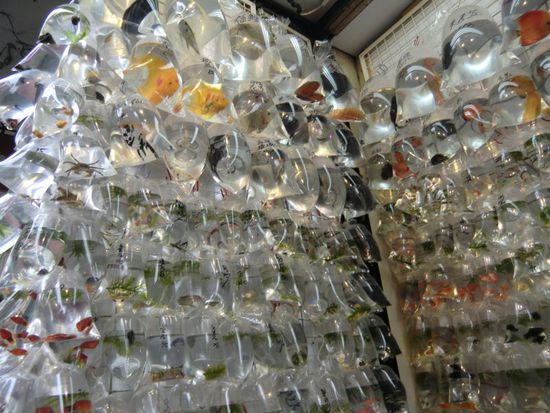Goldfisch Market in Hong Kong