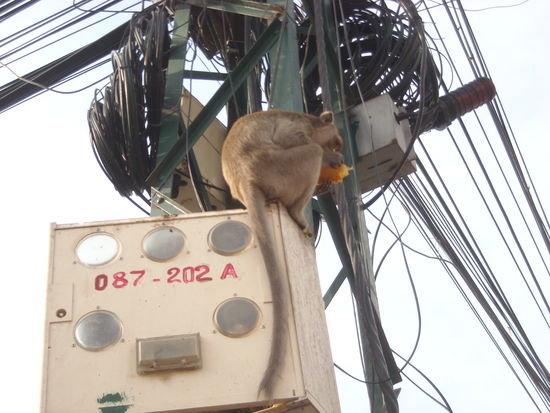 ..dieser Affe steht ganz schön unter Strom...