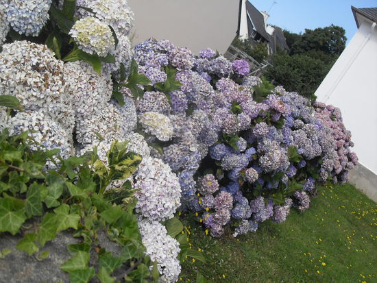 Diese Blumen sind ebenso typisch für die Bretagne: Nahezu jedes Haus besitzt solche!