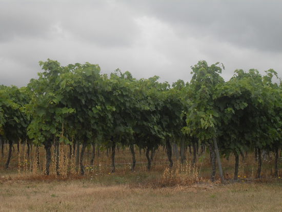 Weinberge, wohin das Auge blickt!