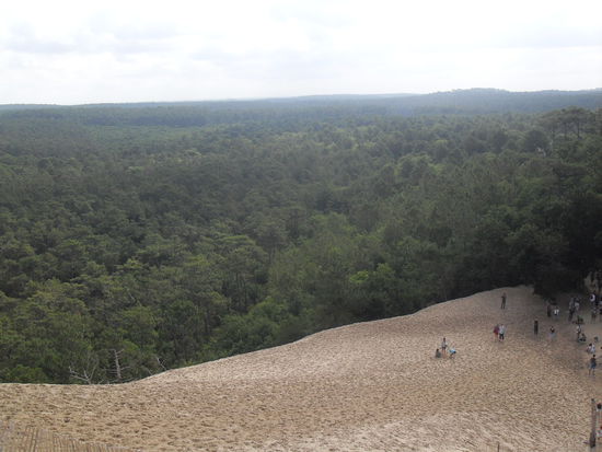 Pinienwälder umgrenzen die Düne