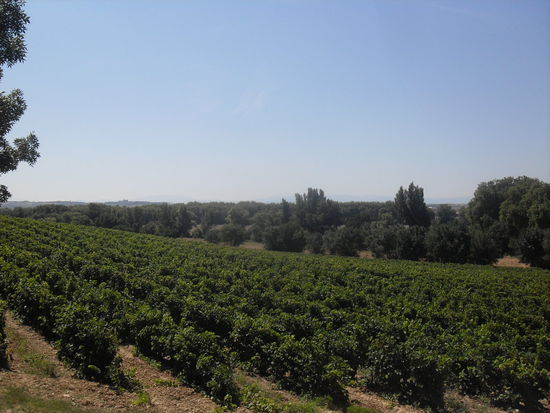 Languedoc-Roussillon ist Frankreichs größtes Weinanbaugebiet. Dies sieht man überall.