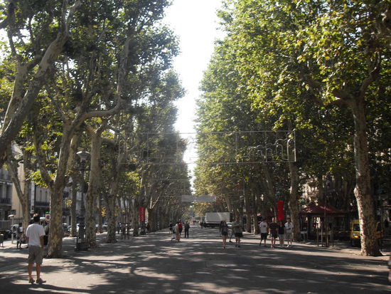 Die wunderschöne Baumallee.