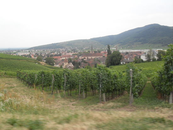 Weinstöcke direkt neben der Fahrbahn