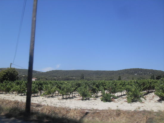 Die Provence als Weinanbaugebiet! 