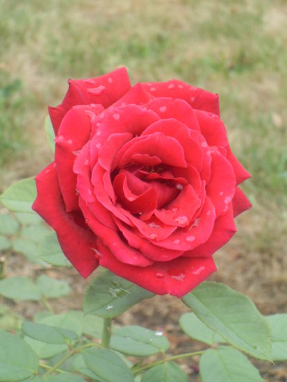 wunderschön im Rosengarten...