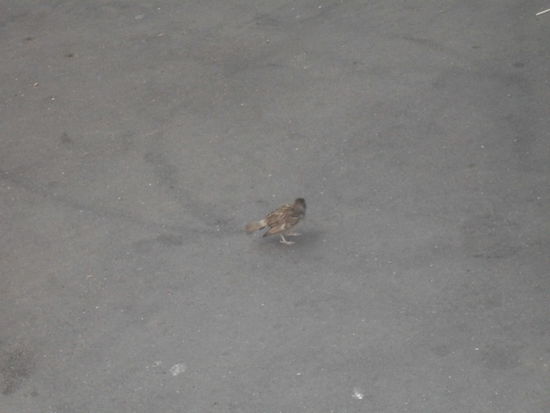 Leider kommts hier nicht ganz so rüber ... neben diesem Vielfraß hätte mal ein normal großer Vogel stehen sollen 