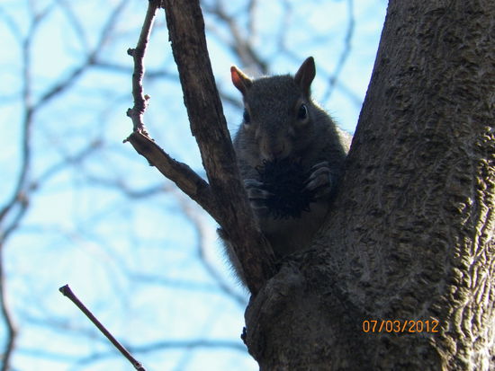 Auch typisch für den Central Park - Die Eichhörnchen!
