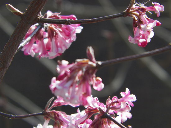 Dieses Bild wollte Doro unbedingt im Reisebericht drin haben - Hier ist schon Frühling. 