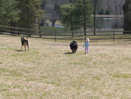 Zwei Riesenhunde und ein kleines Kind. 
