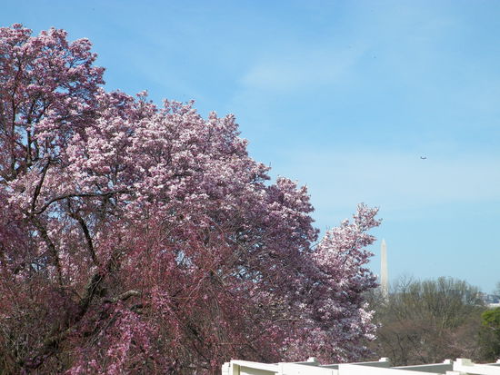 Unter einem der zahlreichen Kirschbäume suchten wir uns erstmal ein schattiges Plätzchen - rechts im Bild sieht man schon das Washington Monument.