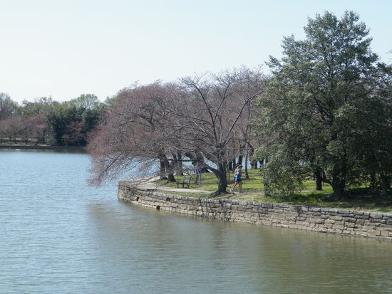 Auf dem Bild sieht man wieder mal einen der zahlreichen Kirschbäume.