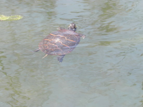 Zur Freude der Kleinen (also den beiden Kindern plus Jule und Doro  ) gab es hier massig Schildkröten!