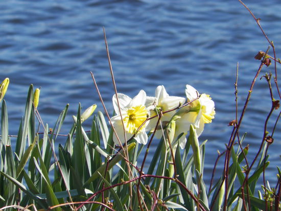 Frühblüher! (im gefühlten Hochsommer)