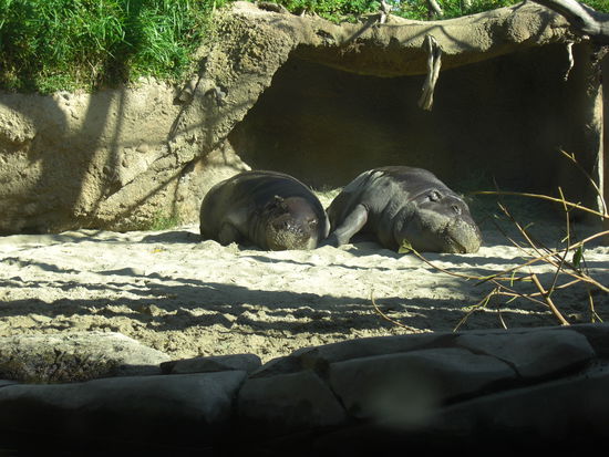 Hippos im SD Zoo
