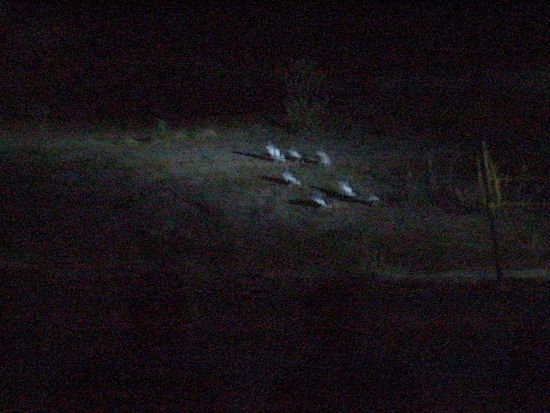 Unser bestes Pinguinbild... 