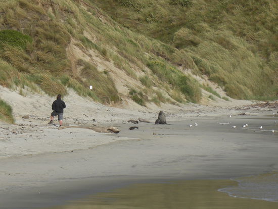 Sandfly Bay mit Seelöwe im Wege