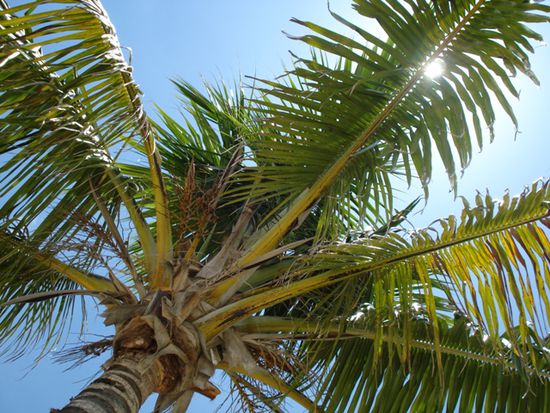 schöner Blick in den blauen Himmer über Key West!