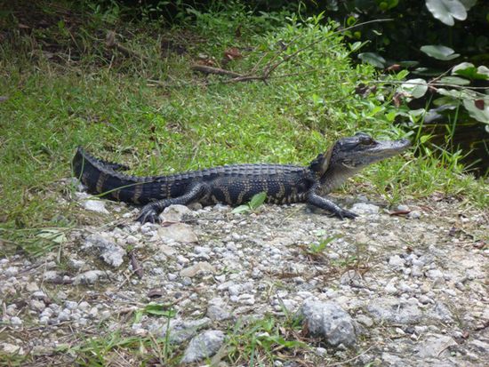 Miniatur-Alligator