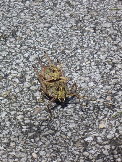 uuuuuuuuund: ACTION!! (get a room!!!)