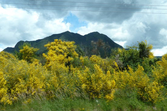 Pucon - Auf dem Weg zurück - Hier blüht der Ginster wie in Südfrankreich.