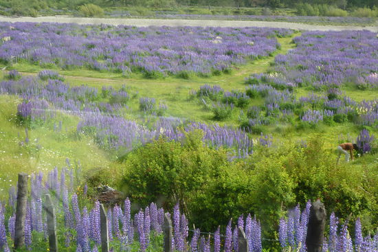 Aysen - ....und Lupinenfelder fast so groß wie in der Provence
