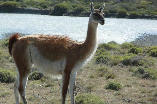Torres del Paine N.P. - Ein Guanaco - dieses Tier fehlte noch in der Lama-Familie. Zu Hunderten leben sie hier im Park und sind ebenso geschützt wie die Vicunas in Peru und Bolivien.