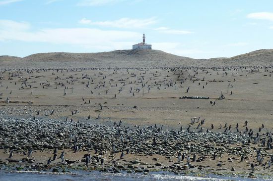 Punta Arenas  - Ankunft auf der Insel Magdalena mitten in der Magellanstraße. Die Insel gehört ausschließlich den Magellan-Pinguinen und den Möwen.