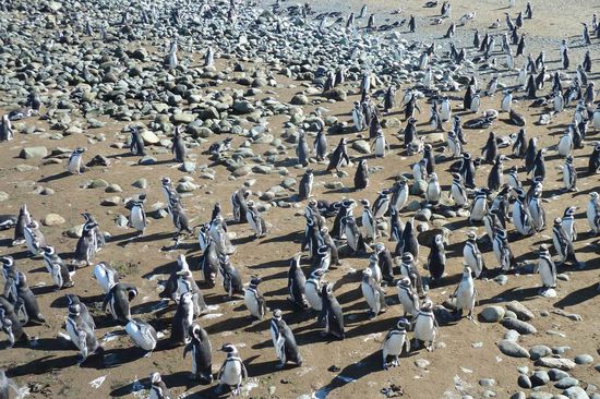 Punta Arenas  - So sieht ein Haufen Pinguine aus