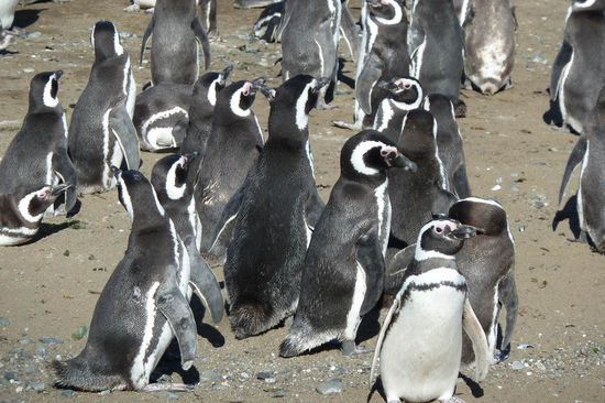 Punta Arenas  - .....uns so im Detail